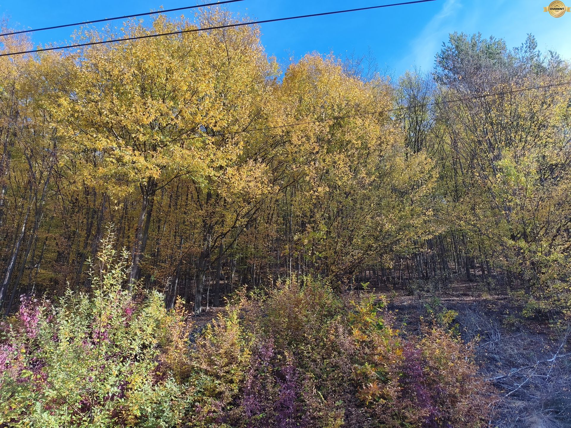 MVIMG_20261018_101445.jpg