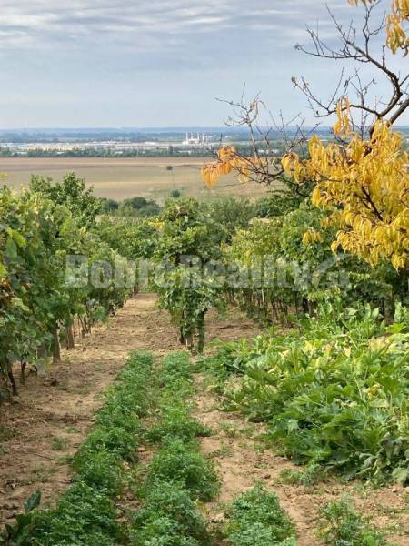 Záhrada s vinicou na predaj.